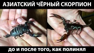 Скорпион (Heterometrus spinifer) до и после линьки