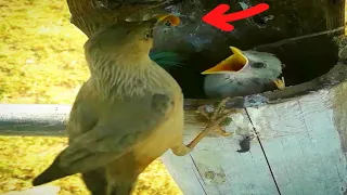 Chestnut-tailed starling bird brings food to feed babies#birds