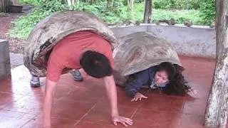 Giant Tortoises Mating