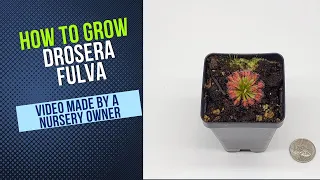 How to Cultivate and Propagate Drosera Fulva (Wooly Sundew Carnivorous Plant Grow Guide)