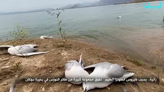 المسرى تتحرى أسباب نفوق مجموعة كبيرة من طائر النورس في بحيرة دوكان