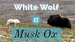 White Wolf vs Musk Ox