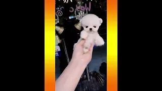 Dog Pet Puppy Pomeranian Grooming Teddy bear style ! dogs story #shorts 10 ​#minipomeranian