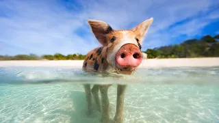 How Do Pigs Swim? | Survival of the Weirdest | Love Nature