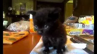 Hungry 4 week old orphaned kitten learning to eat cat food