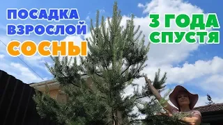 ПОСАДКА ВЗРОСЛОЙ СОСНЫ ИЗ ЛЕСА - 3 ГОДА СПУСТЯ