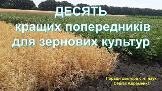 Десять кращих попередників для зернових культур