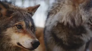 Montanans react to changes ordered for wolf hunting season