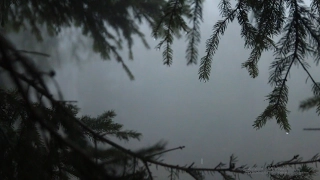 Relaxing Sound of Rain in Foggy Forest 1 Hour / Rain Drops Falling From Trees