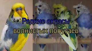 Окрасы волнистых попугаев, ЧАСТЬ 2