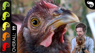 Chicken, The Best Pet Dinosaur?