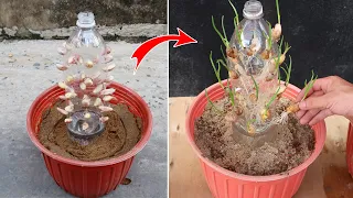 Amazing idea for growing Garlic | How to grow Garlic in plastic bottles