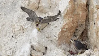 Adult Male Peregrine bringing food