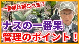 家庭菜園や農園のナス栽培で一番果管理の秘訣！摘果タイミング等のナスの管理方法とナスの育て方！【農家直伝】