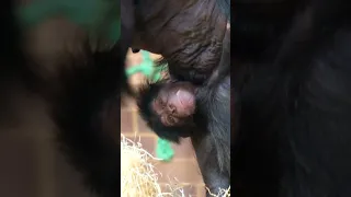 Super Cute Newborn Baby Chimpanzee | #shorts