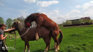 👍Паровка 🔥проходи 💥кобилка з лошичков 💯 на продажу 🐴