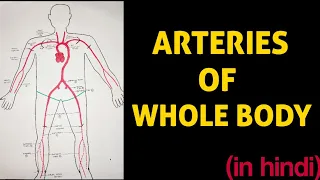 Arteries of Whole Body 💥