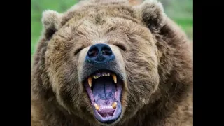 Home Invasions By Bears  4 Scary Bear Attacks
