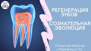 Как вырастить новые зубы взрослому человеку