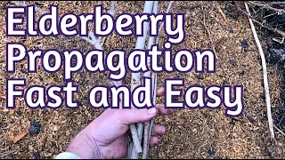 Hardwood Propagation - EASY Elderberry cuttings and more!