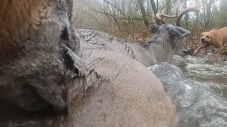 The Catahoula Two-Step - Deer Tracking Dogs Bay Gut/Leg Shot Buck