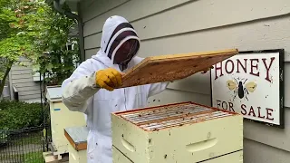 Grade 1 Students   sneak peak into the hives