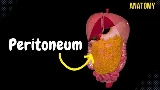 Peritoneum (Parts, Lesser & Greater Omentum, Mesentery, Peritoneal Cavity)