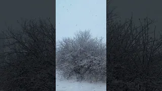 "Татьяна Козловская" Зимняя любовь