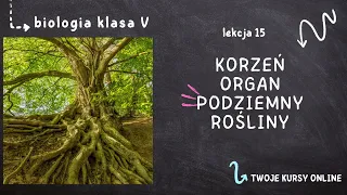 Biologia klasa 5 [Lekcja 15 - Korzeń, organ podziemny rośliny]