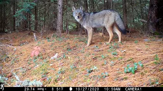 Bobcat and Coyote