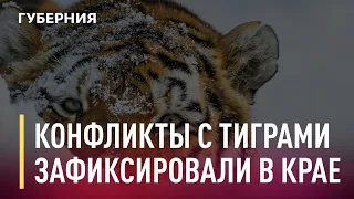 Конфликты с тиграми зафиксировали в крае. Новости. 27/11/2020. GuberniaTV