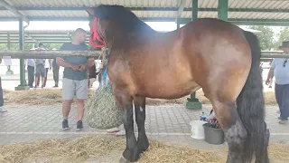 Коні Ваговози. Ярмарок в Skarazew🇵🇱🇵🇱🇵🇱 нічого не продавалося.