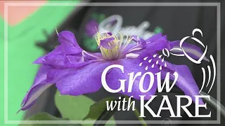 Grow with KARE: How, when to prune clematis