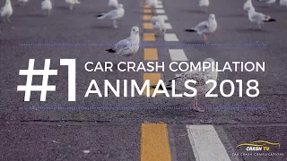 #1 ANIMAL Car Crash Compilation 2018 | Animals Special | Germany, Russia, USA, UK | CrashTV