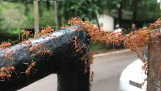 Team Work - Fire Ants Bridge Construction