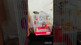 Первая Встреча Кеши и Павлуши🤩😍😍😍☺️🦜🦜💚💙❤️