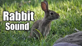 10 Minutes - Rabbit Sound Effect  - different Rabbit sounds * HIGH QUALITY *