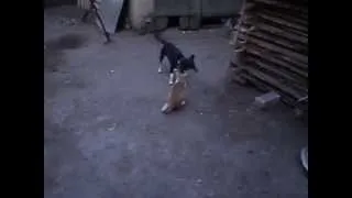 Funny cats and dogs.Прикольные домашние животные. Смешные собаки и коты.Бой без правил.