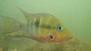 P4300117 - rio Candelaria - Thorichthys meeki yellow head