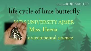 life cycle of a Lime ( Papilio demoleus ) butterfly