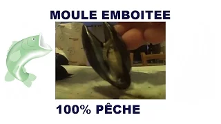 Pêche de la dorade à la moule emboitée (montage et technique)