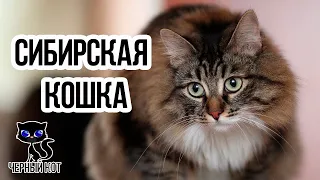 ✔ Сибирская кошка, плюсы и минусы породы. Почему стоит завести сибирскую кошку?