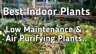 Best Indoor Plants For Decoration - Low Maintenance Air Purifying House Plants