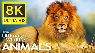 8K Animals, The Ultimate Wildlife Collection in 8K ULTRA HD/8K TV