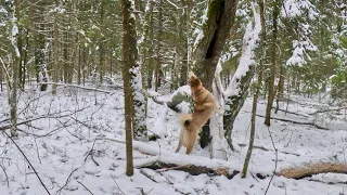 Обучение Кучума на охоте и его работа в команде .