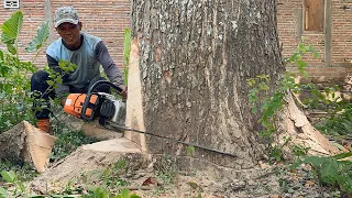 Don't destroy the house‼️ Cut down a tall tree near the house, Stihl ms881.