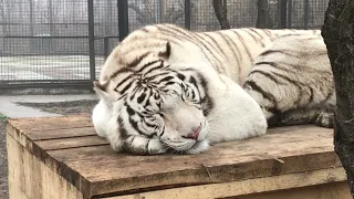 Год Раджи) Тайган The white tiger