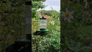 Should You Put Up a Wild Bird Feeder If Your Neighbors Have Cats?