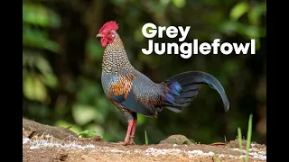 Grey Jungle Fowl | Thattekad, Kerala, India
