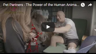 Power of the Human Animal Bond 2017 - Short